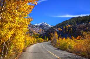 Aspens along road to South Lake-9533-2.jpg